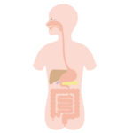 Digestive organ