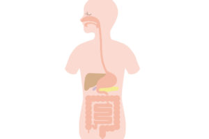 Digestive organ