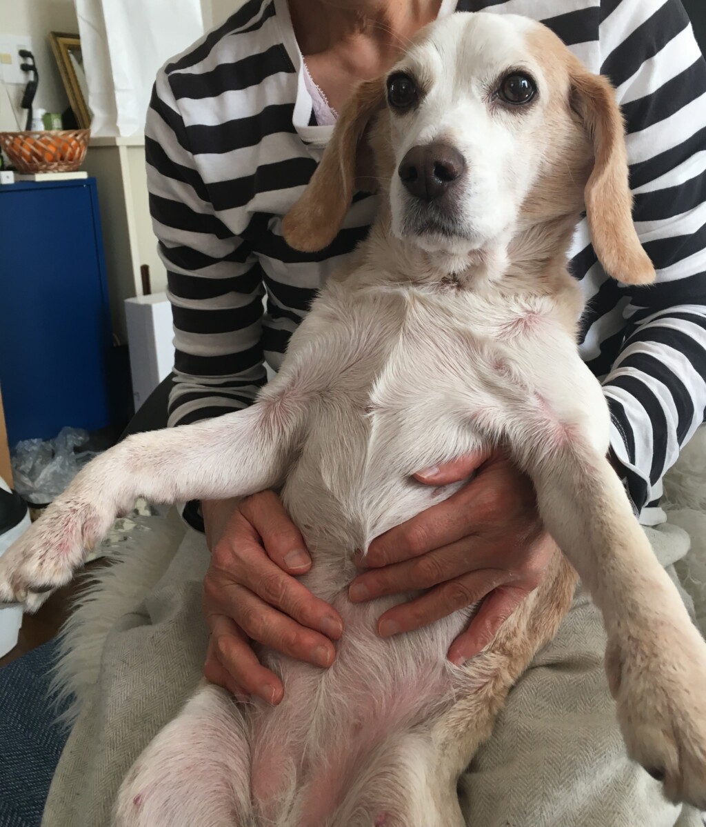 犬が体をかく 手足を舐める 原因と処置事例 ビーグル 倹約 節約マニアの趣味と生活なんでもブログ