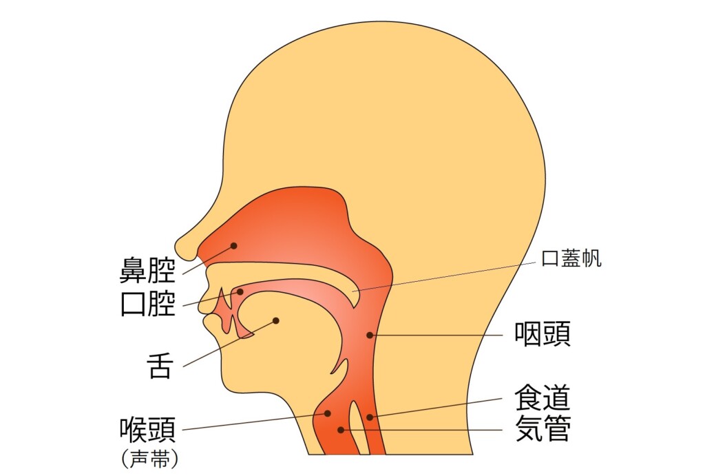 咽喉3