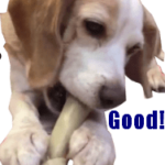 ビーグル犬の動くスタンプ１