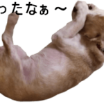 ビーグル犬の動くスタンプ２