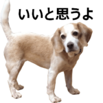 ビーグル犬の動くスタンプ５