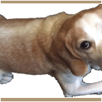 ビーグル犬の動くスタンプ７